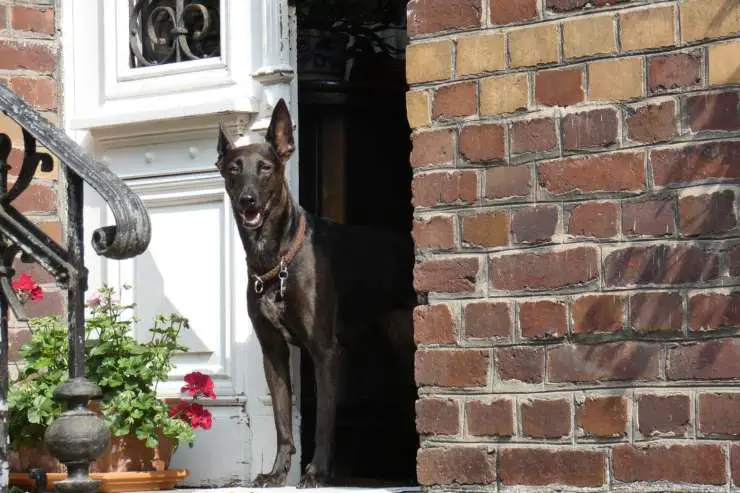 El perro ladra cuando sales