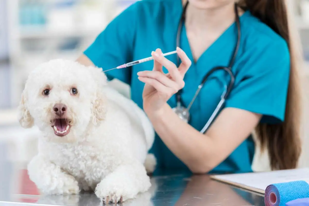 El perro le tiene miedo al veterinario (foto iStock)