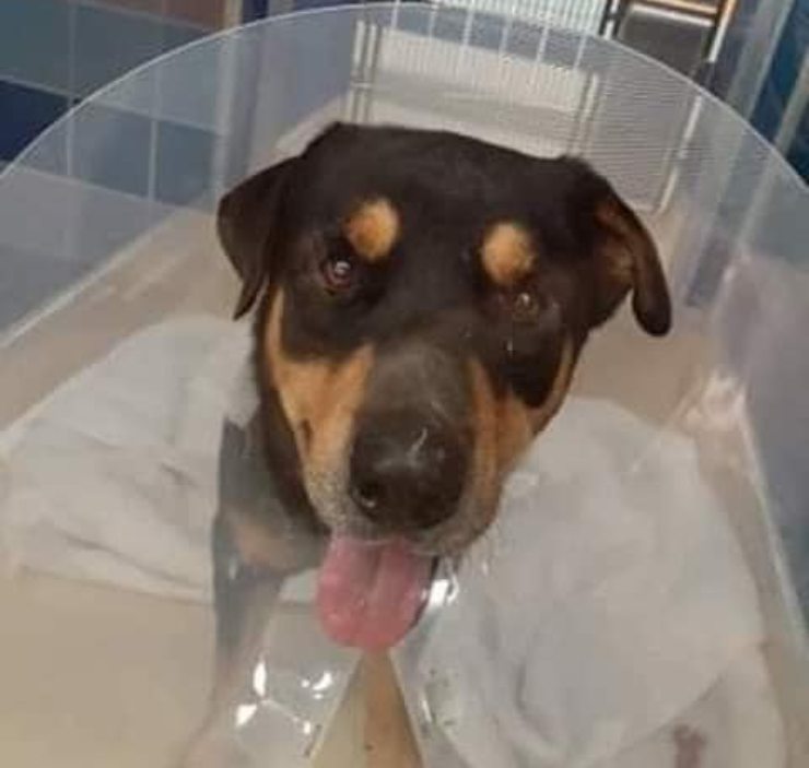 perro informó que el refugio no subió al auto