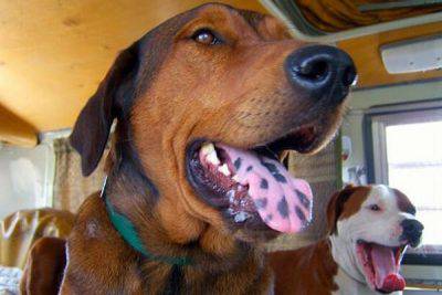 perro respira mal