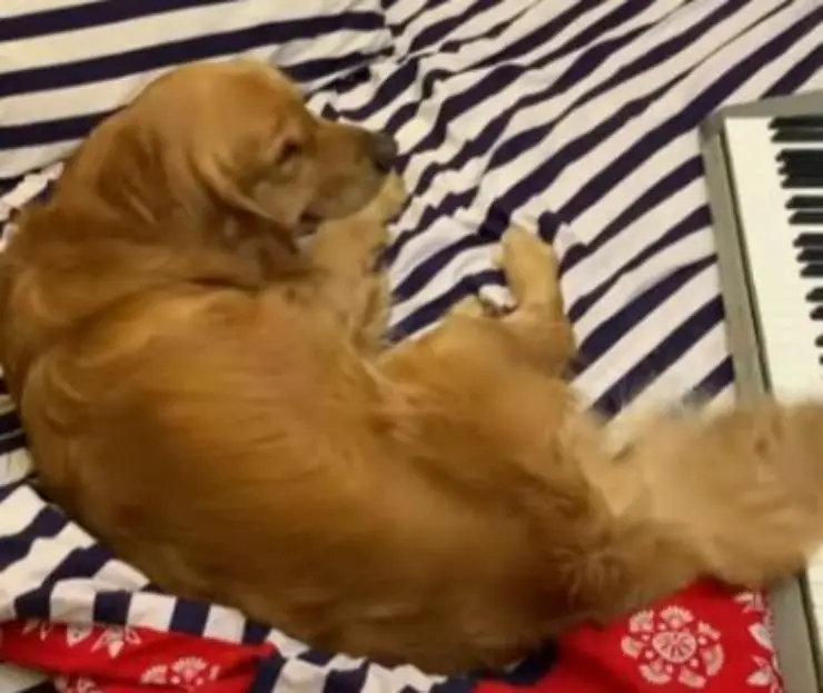 perrito toca el piano de cola