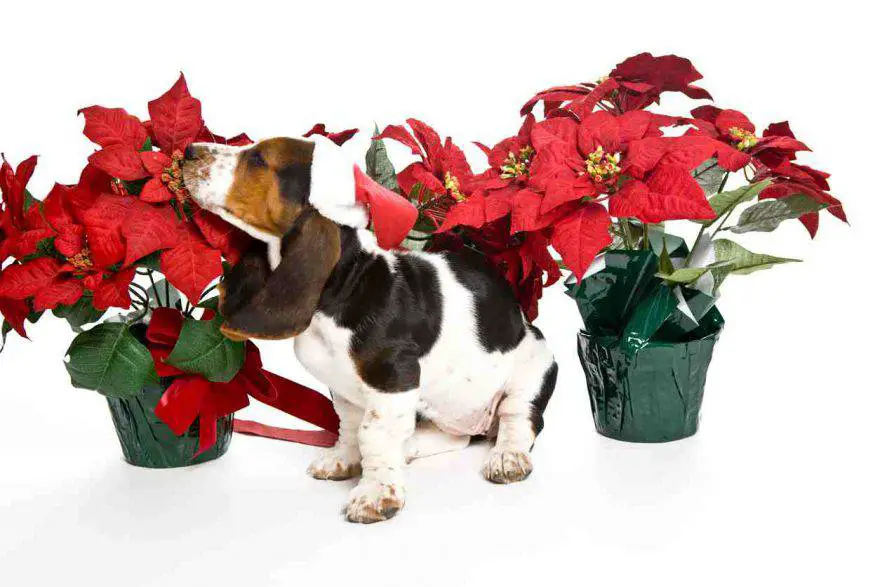 El perro se comió la poinsettia
