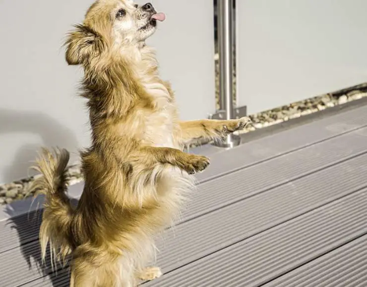el perro se vuelve loco cuando ve la correa