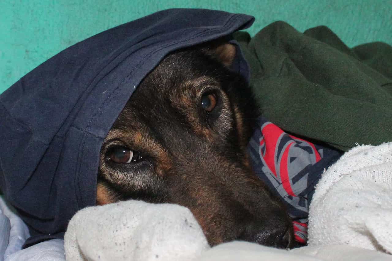 el perro tiene frio