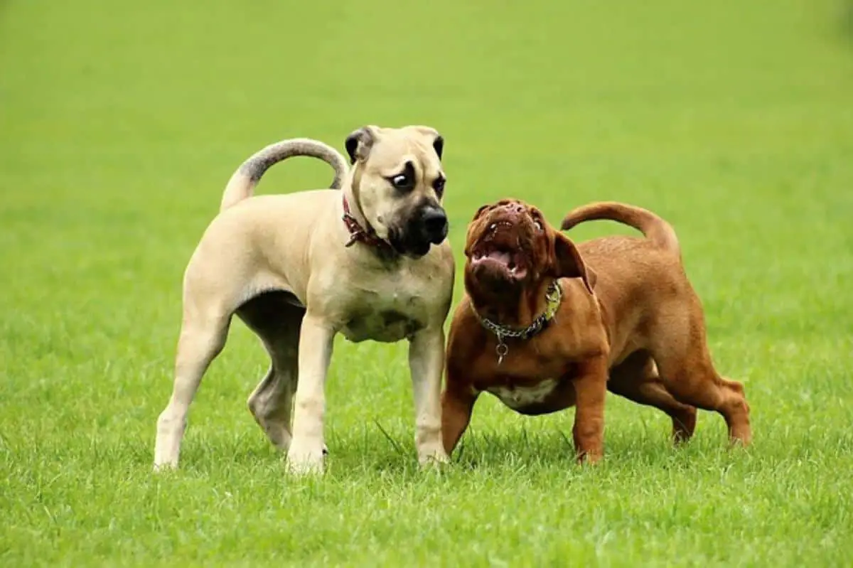 el perro tiene miedo de otros perros