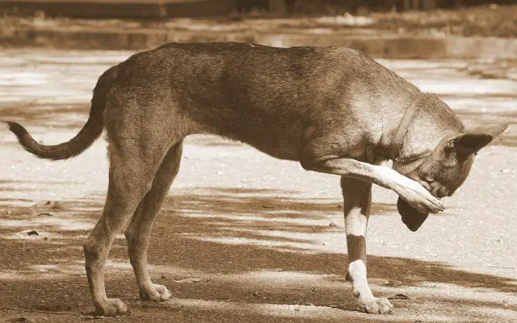 Fido se rasca