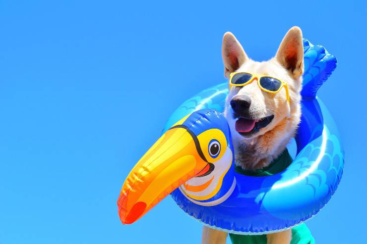 perro y verano