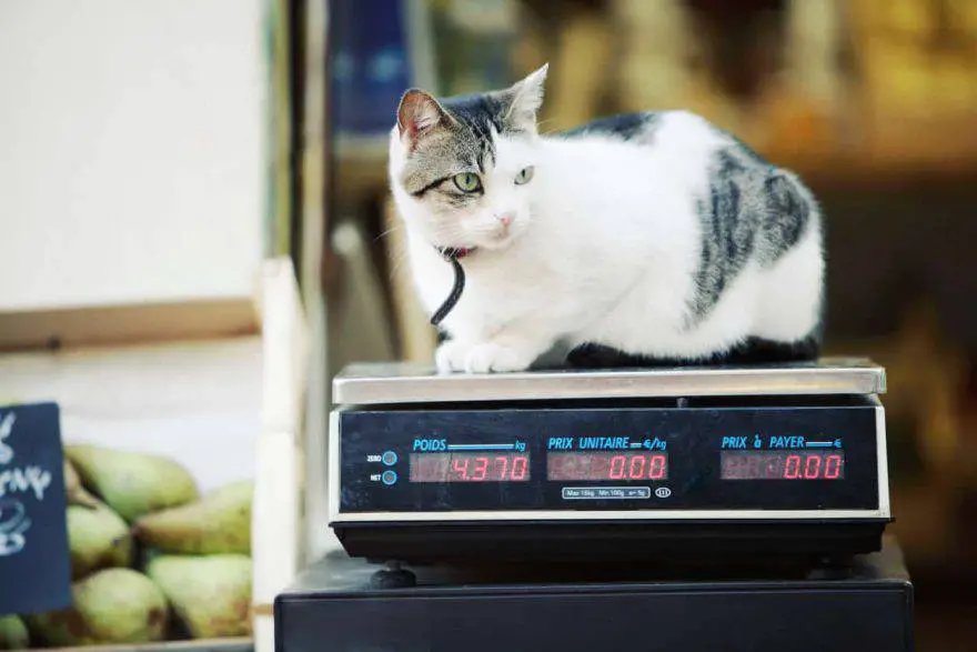 peso ideal del gato