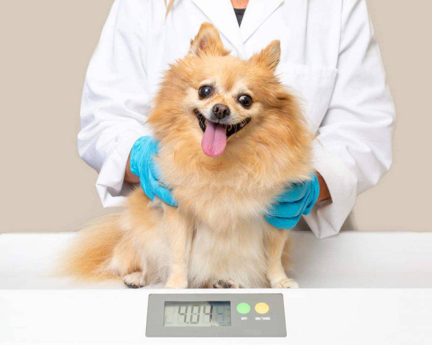 peso ideal del perro