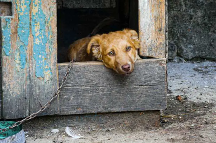 pitbull abandonado encadenado al vertedero