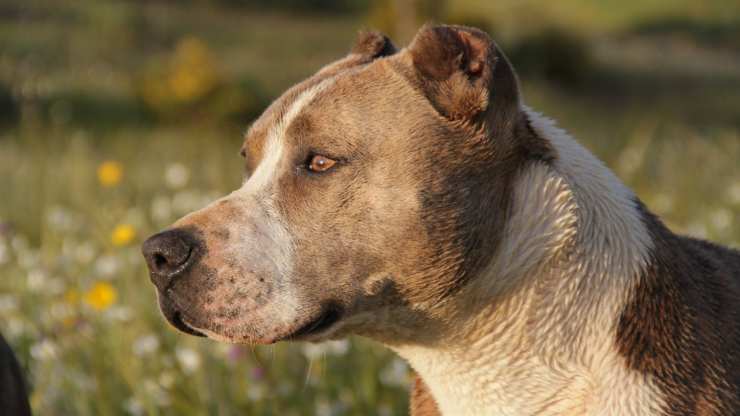 Pitbull en primer plano (Foto Pixabay)