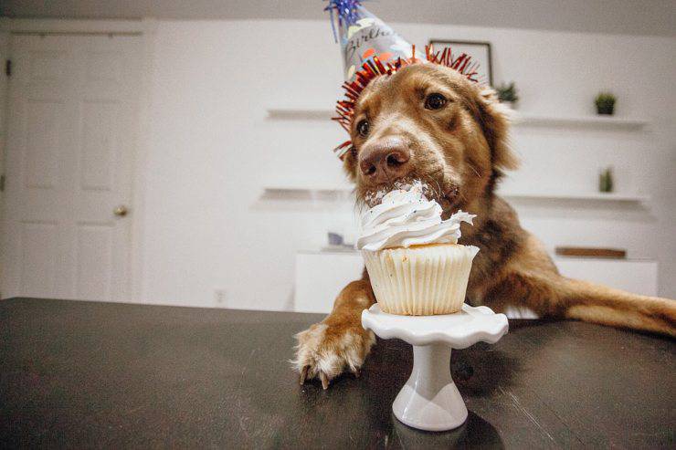 pastel de cumpleaños de perro