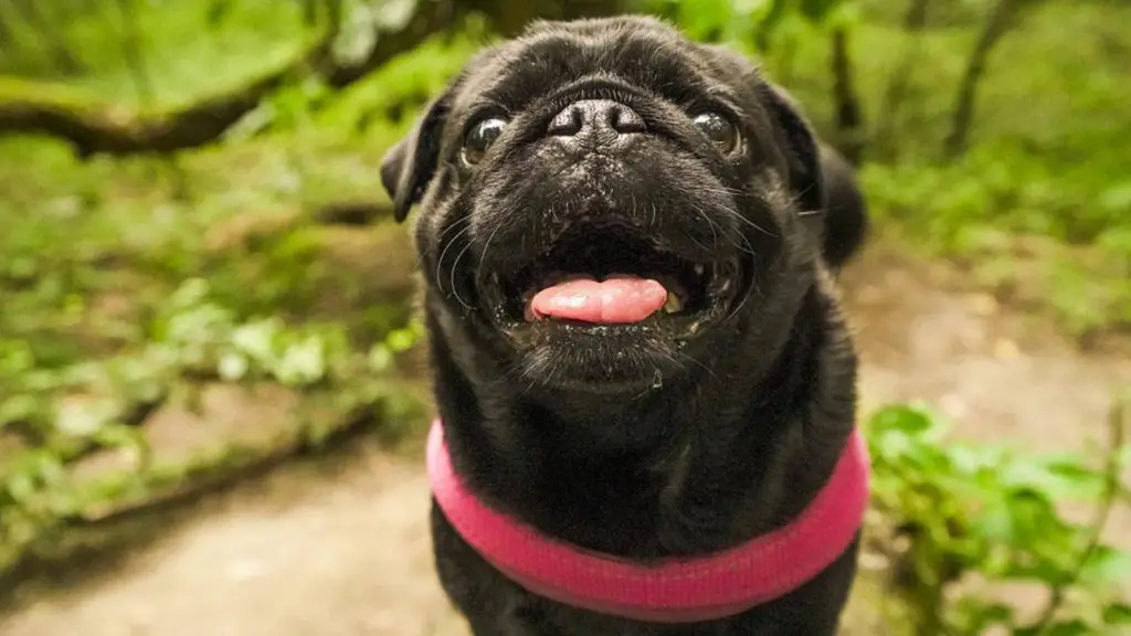 El pug: todo sobre una de las razas de perros de cara negra más