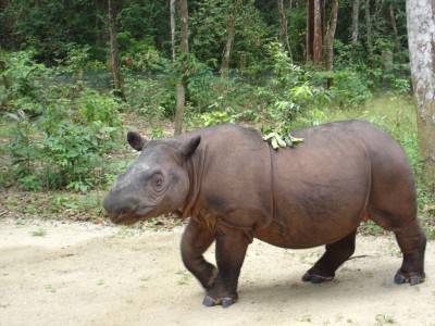 rinoceronte sumatra