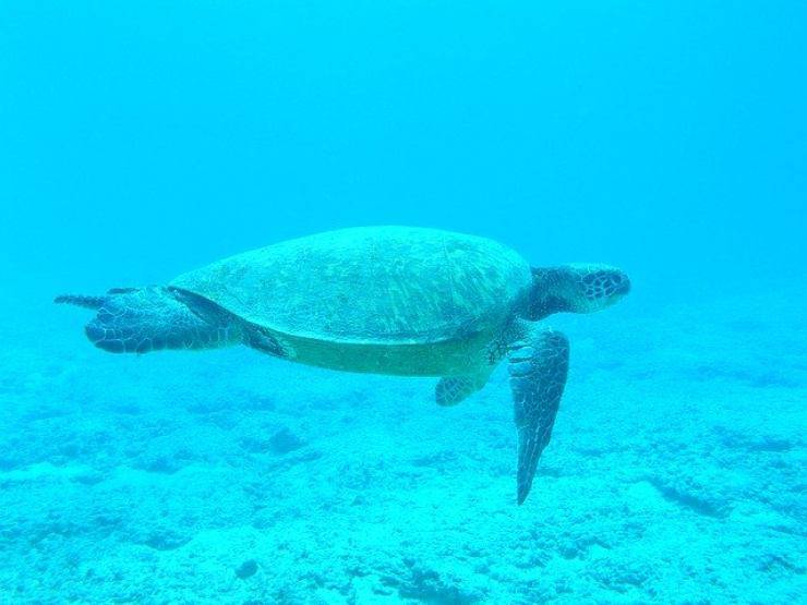 sentido de orientación de la tortuga marina