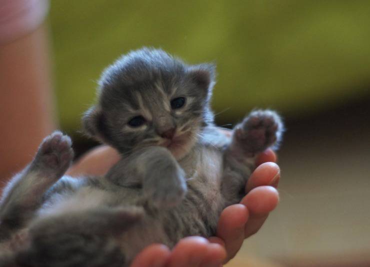 El sistema inmunológico del gatito: consejos prácticos para mejorarlo