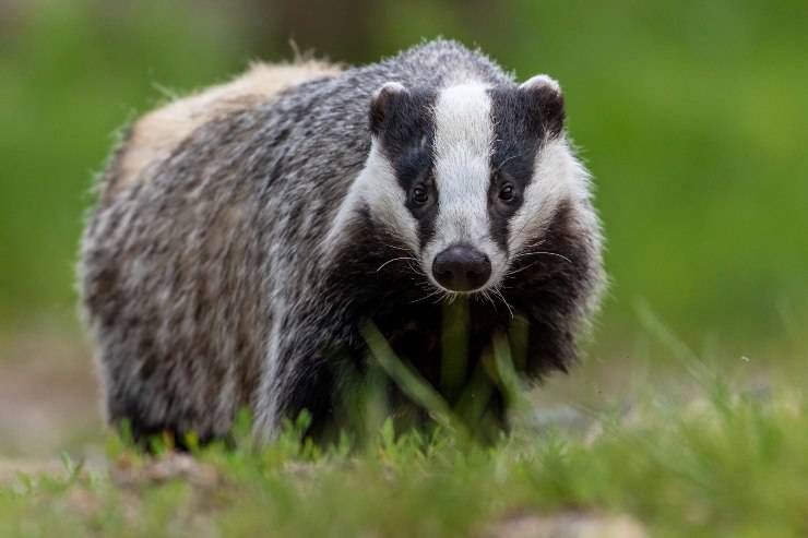 El Tejon Caracteristicas Habitat Reproduccion Y Alimentacion Vida Con Mascotas