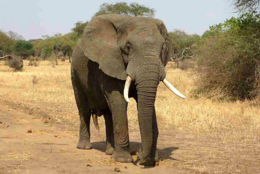 Características del elefante