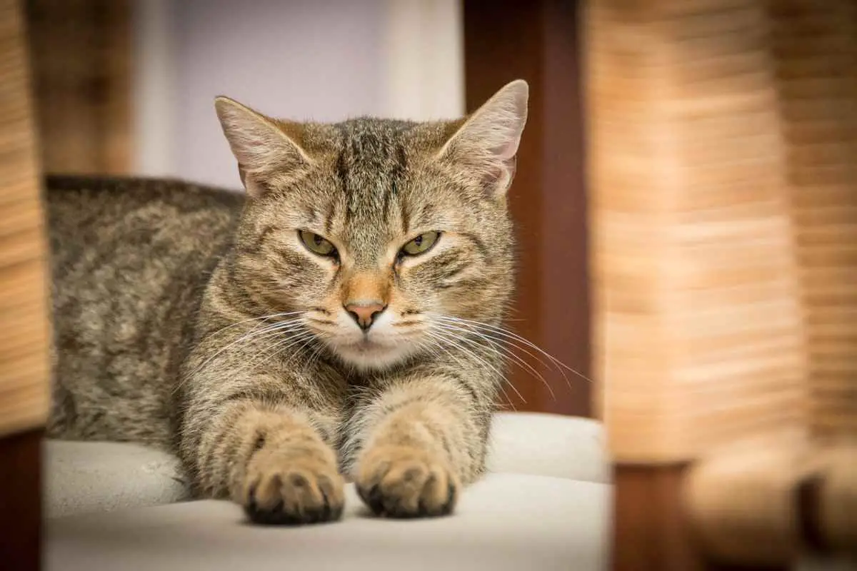 Embarazo histérico en gatos: síntomas, causas y remedios (Foto Pixabay)