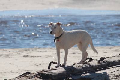 perros playas