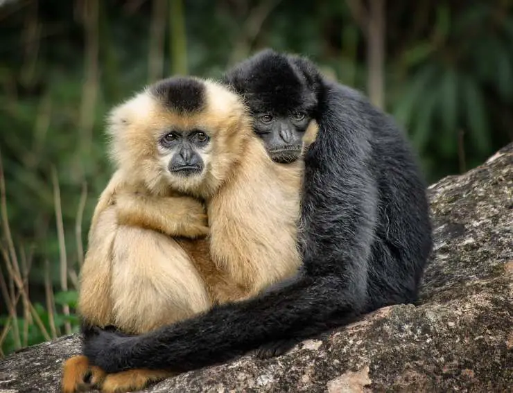 ¿En qué animal reconoces a tu pareja?