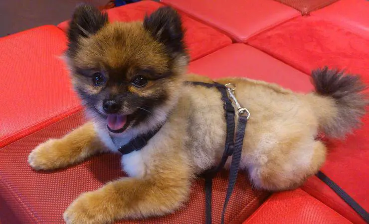 perro enano