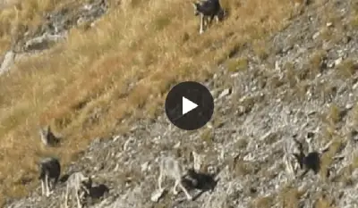 @screen shot video