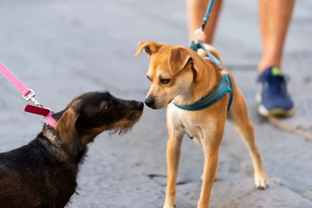 Encuentros con perros en la calle así es como se manejan Vida con Mascotas ️