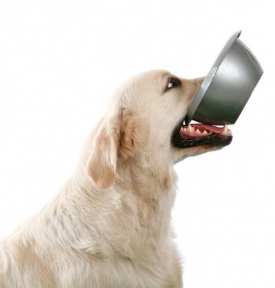 cuenco de perro1
