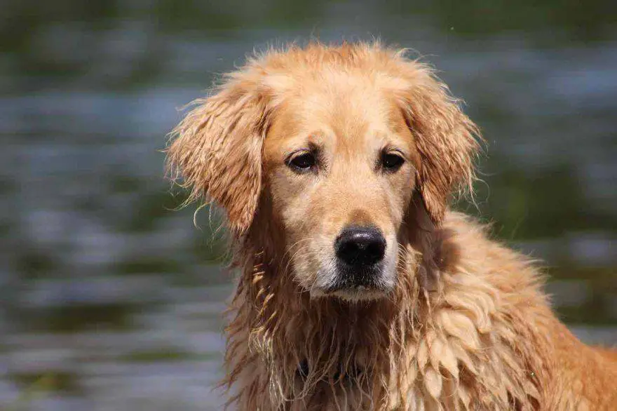 Enfermedad de Lyme en perros