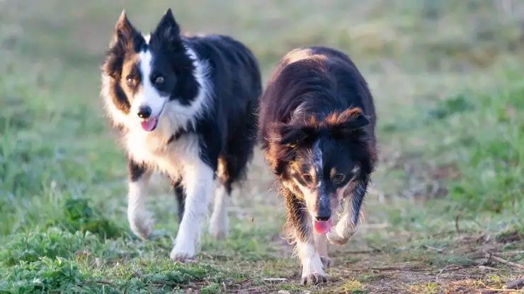 pareja de border collie, tienen enfermedades comunes border collie perro enfermedades comunes predisposiciones raza perros