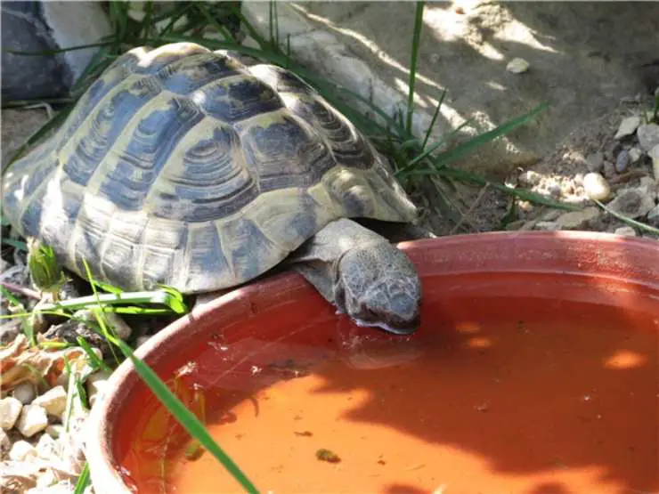 Tortuga