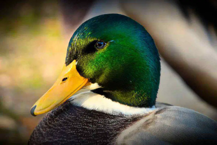 Pato