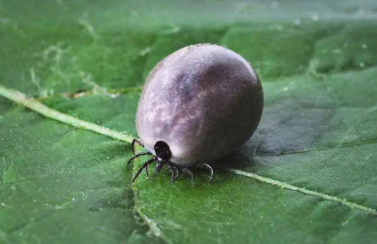 garrapatas