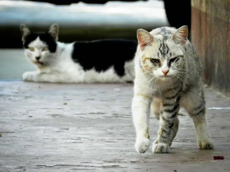 Gatos callejeros