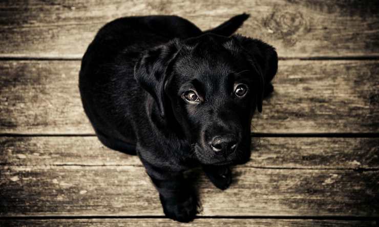Cachorro triste (Foto Pixabay)