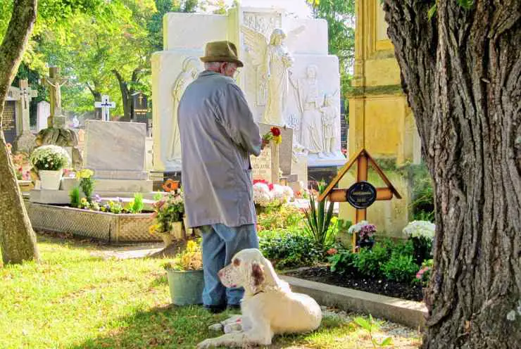entierro de perro