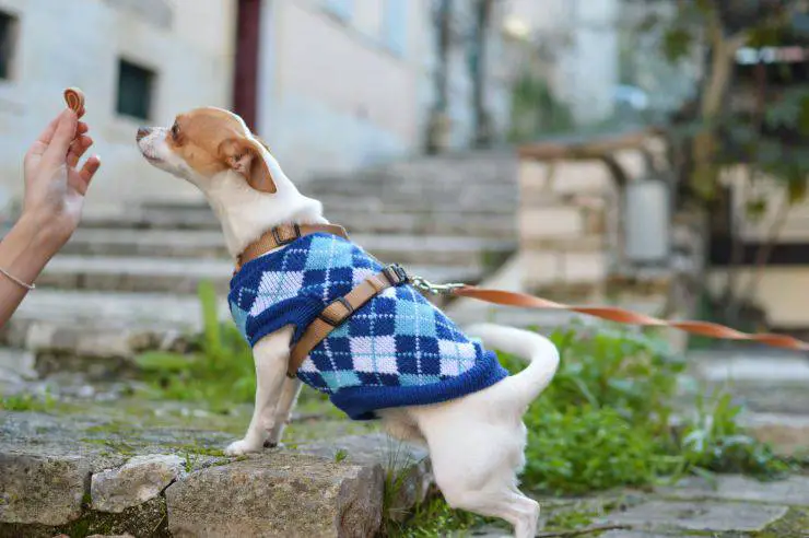 Entrenando a un perrito