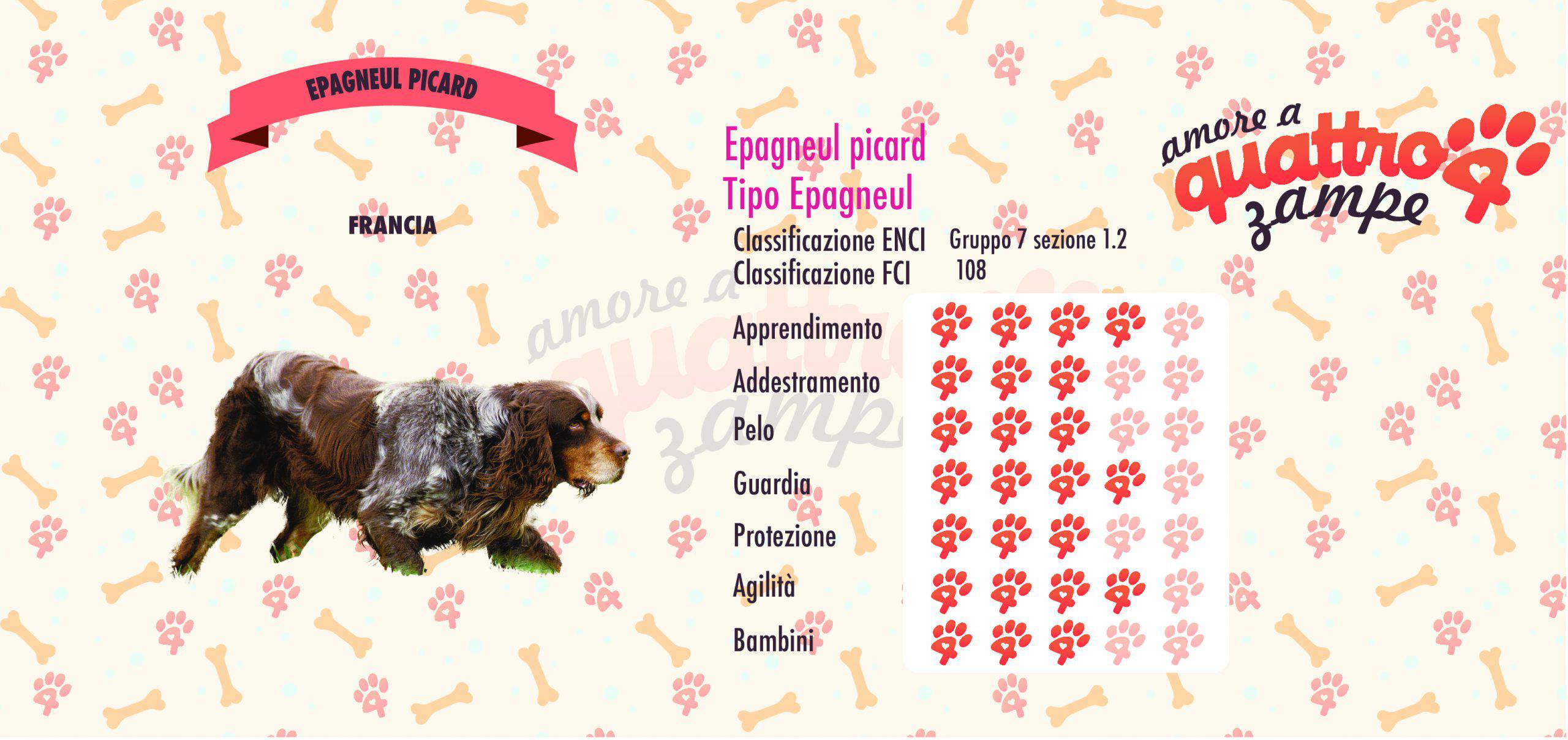 Epagneul Picard Raza Caracteristicas Caracter Y Salud Vida Con Mascotas