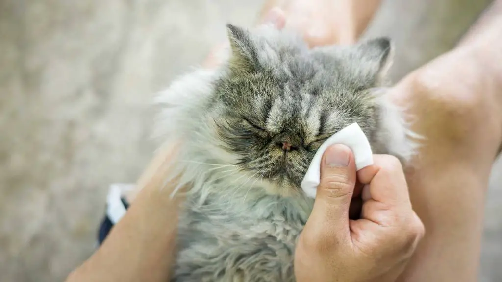 Ep Fora O Lagrimeo Excesivo En Gatos Que Es Y Como Intervenir Vida Con Mascotas