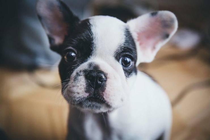 juegos de perros cachorros