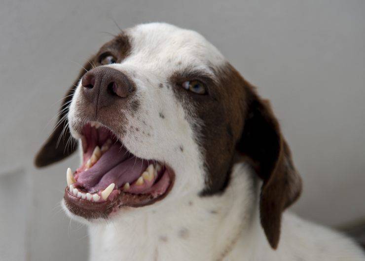 espasmos musculares en perros