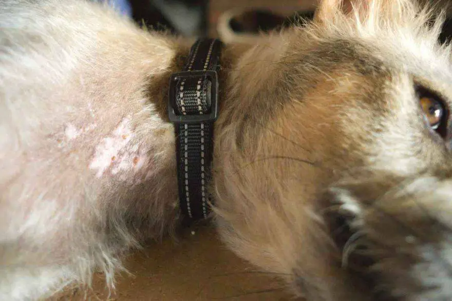 Esporotricosis en perros