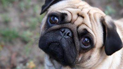 perros braquicefálicos