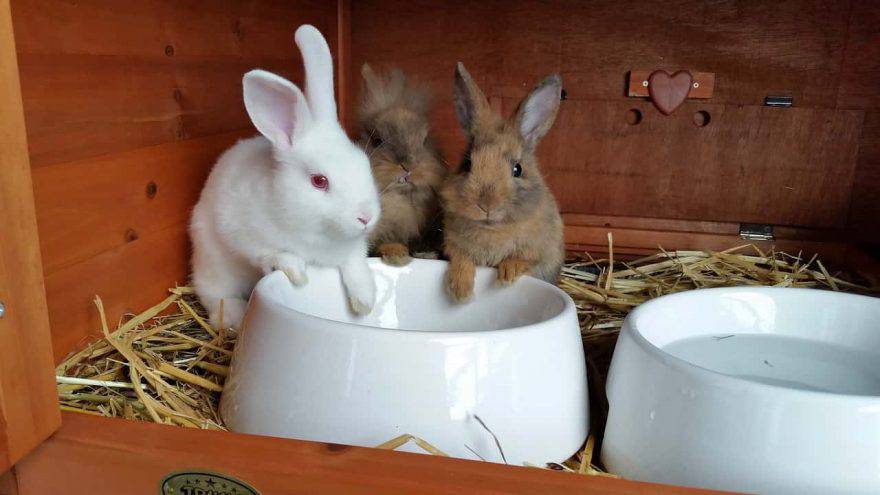 esterilización de conejo