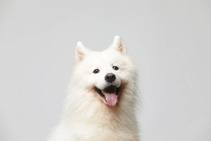 esterilizar motivos de salud del perro
