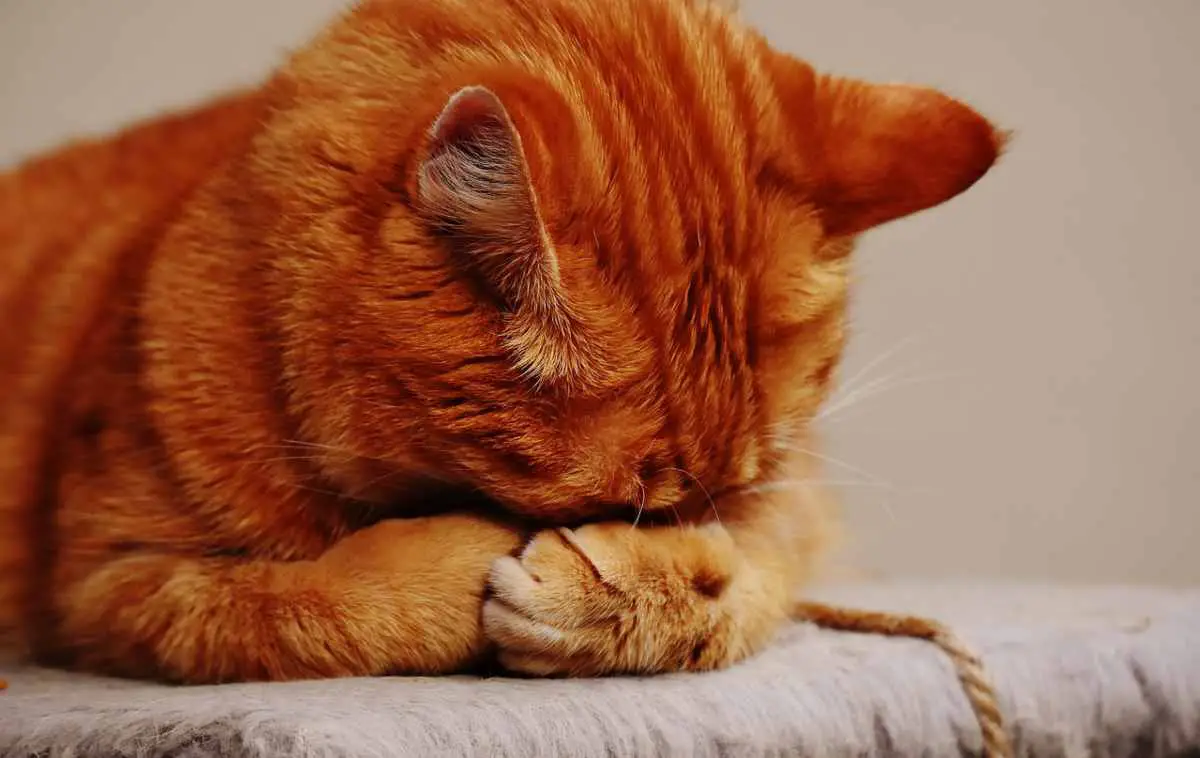 Gato que necesita cuidados