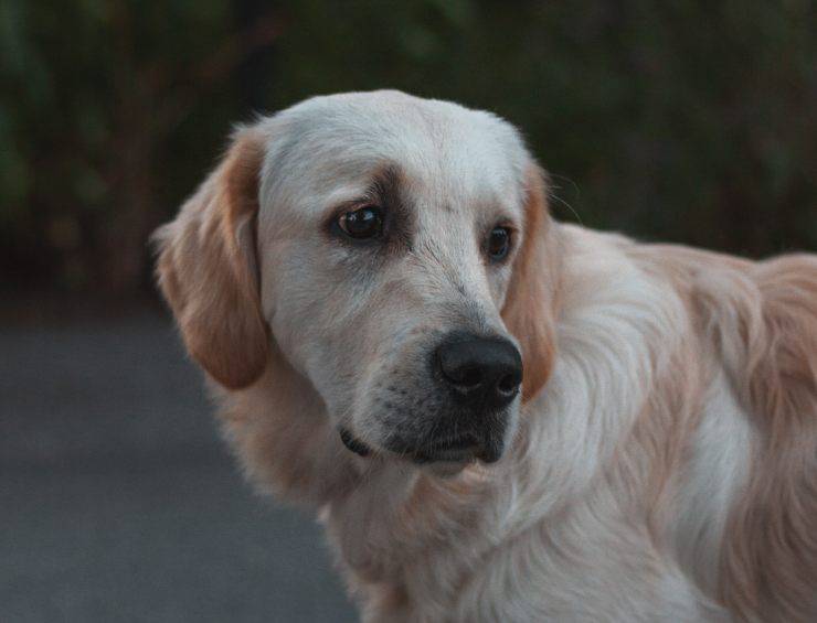 Estreñimiento canino