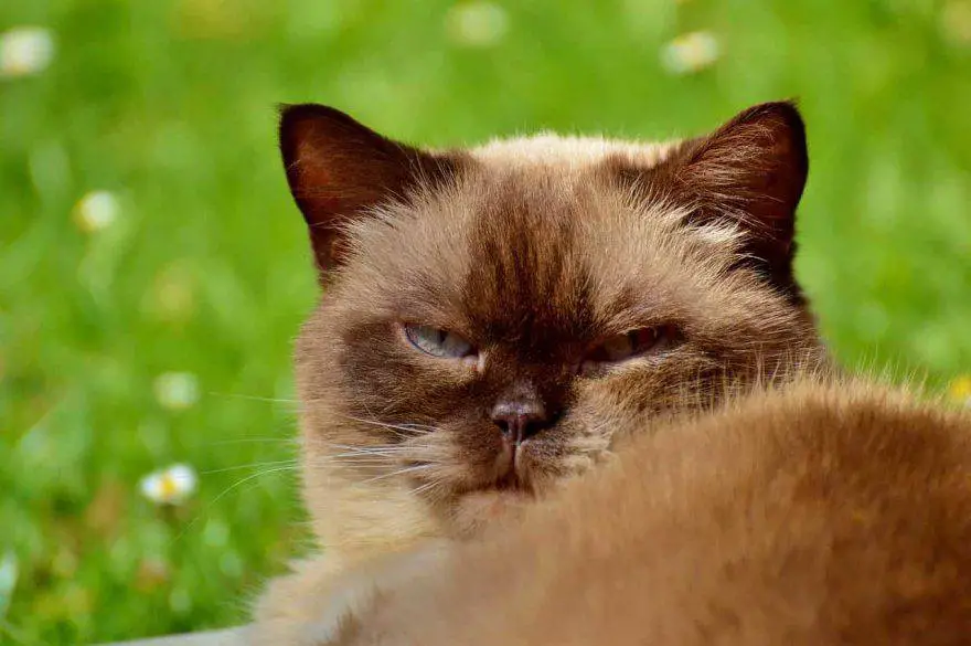 expresiones faciales gato