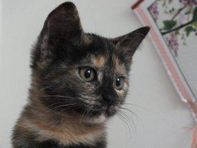 leucemia felina felina